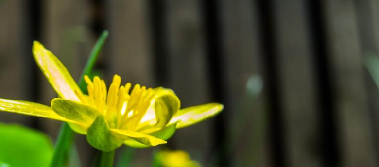 Free stock image of Spring flower created by Janis Urtans