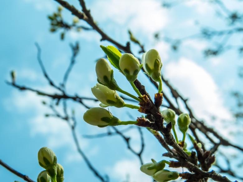 Free stock image of Blooming plum tree created by Janis Urtans