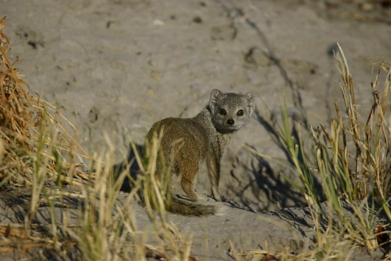 Free stock image of Wild Meerkat created by Mitch Mitchell