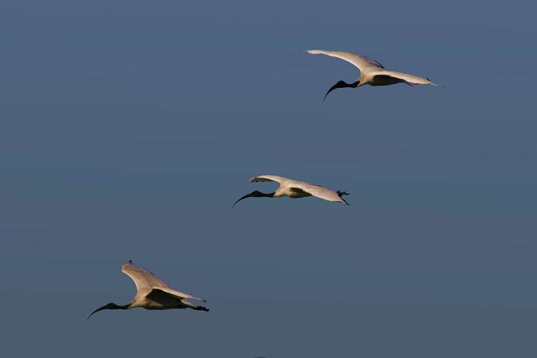 Free stock image of Flying Birds created by Mitch Mitchell
