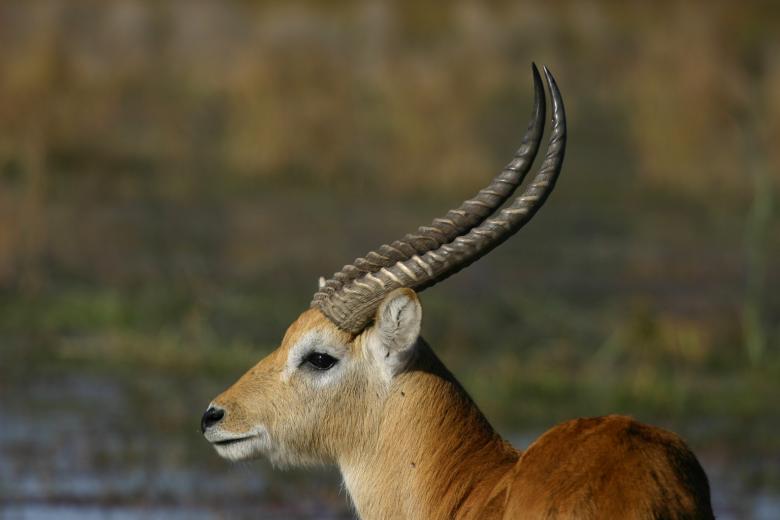 Free stock image of Wild Deer created by Mitch Mitchell