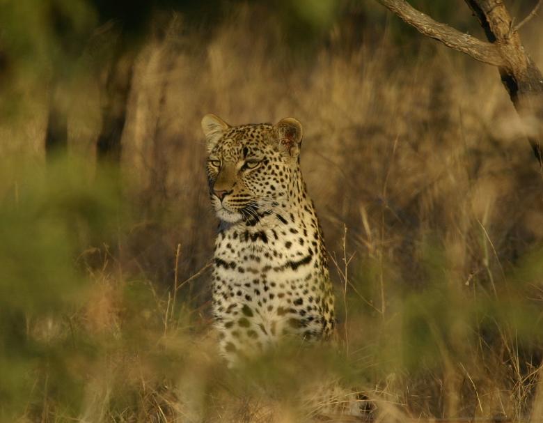 Free stock image of Leopard created by Mitch Mitchell