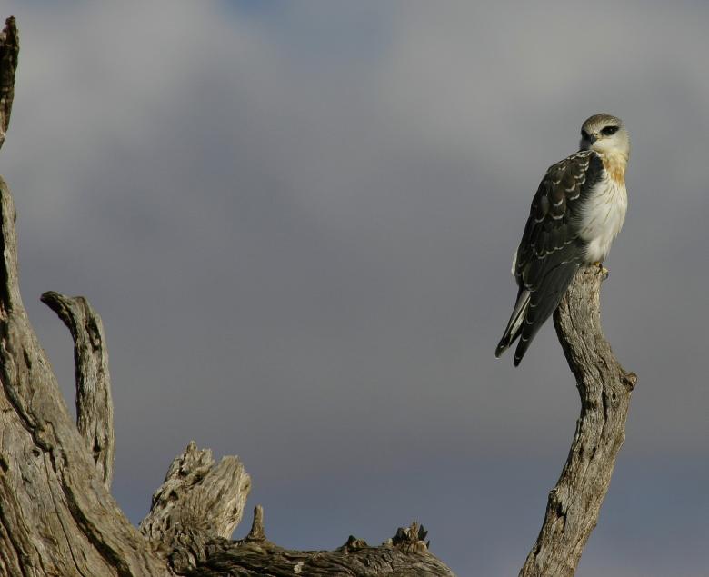 Free stock image of Hawk created by Mitch Mitchell