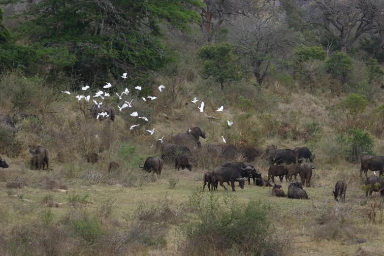 Free stock image of Wild Bison created by Mitch Mitchell