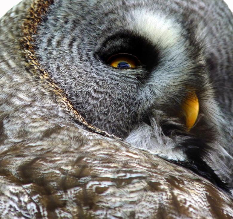 Free stock image of Owl  created by Kate Towers 