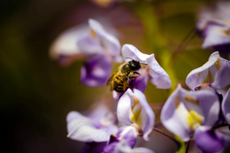 Free stock image of Bee on a flower created by Alen
