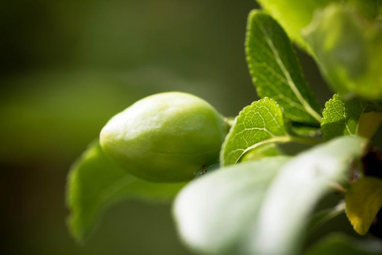 Free stock image of Green fruit created by Alen
