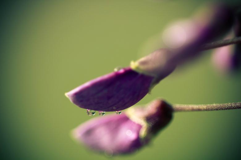 Free stock image of Water drops created by Alen