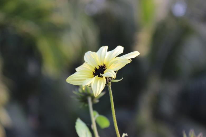 Free stock image of Beautiful yellow flower created by anindya04@gmail.com