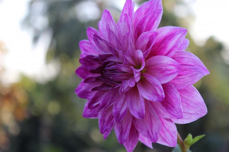 Free stock image of Purple flower created by anindya04@gmail.com