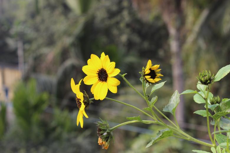 Free stock image of Sun flower created by anindya04@gmail.com