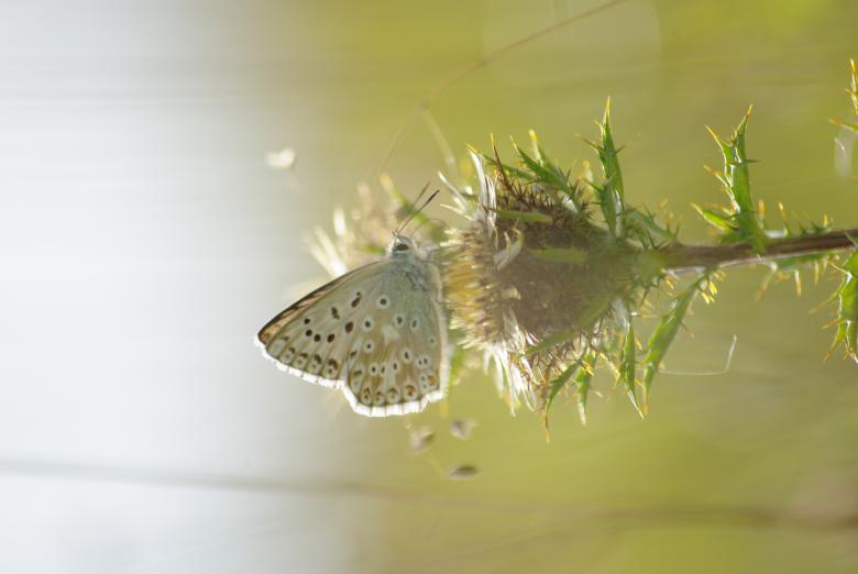 Free stock image of Brown argus created by WfExp