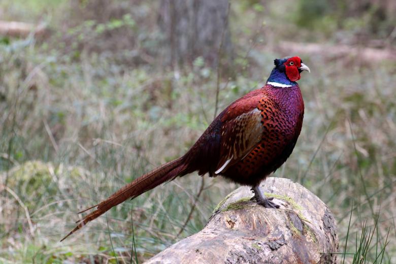 Free stock image of male pheasant created by paul clifton
