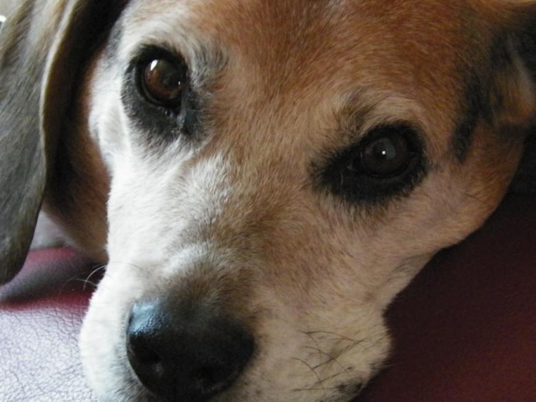 Free stock image of Beagle dog created by Christian Cano