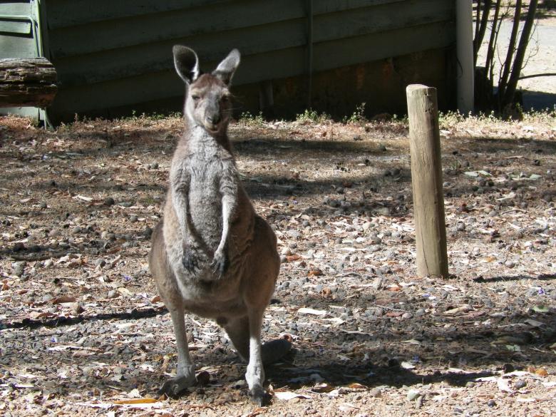 Free stock image of Australian Kangaroo created by Christian Cano