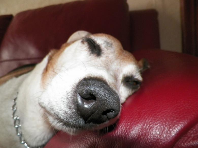 Free stock image of Big Nose sleeping dog created by Christian Cano