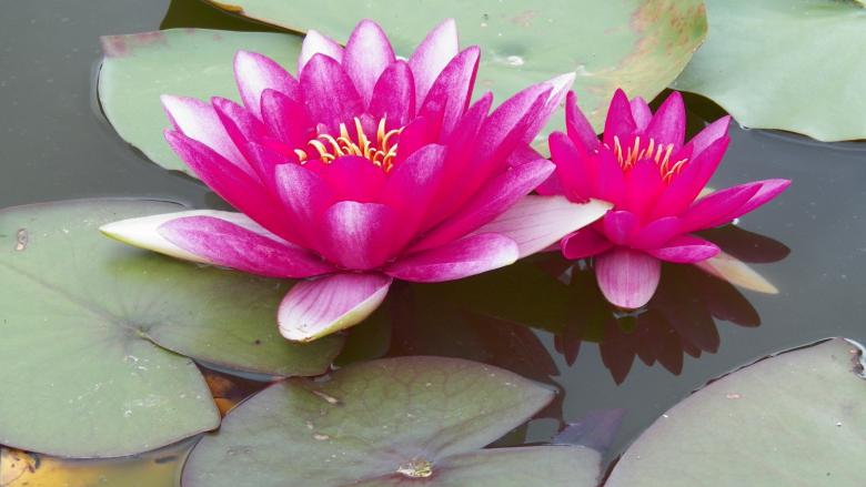 Free stock image of Pink and white Waterlily created by Christian Cano