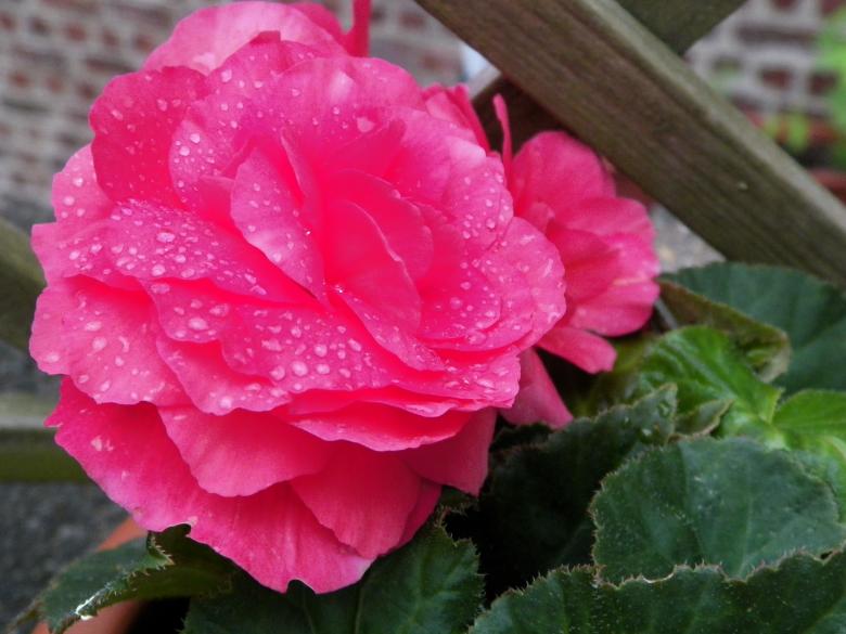 Free stock image of Pink flower created by Christian Cano