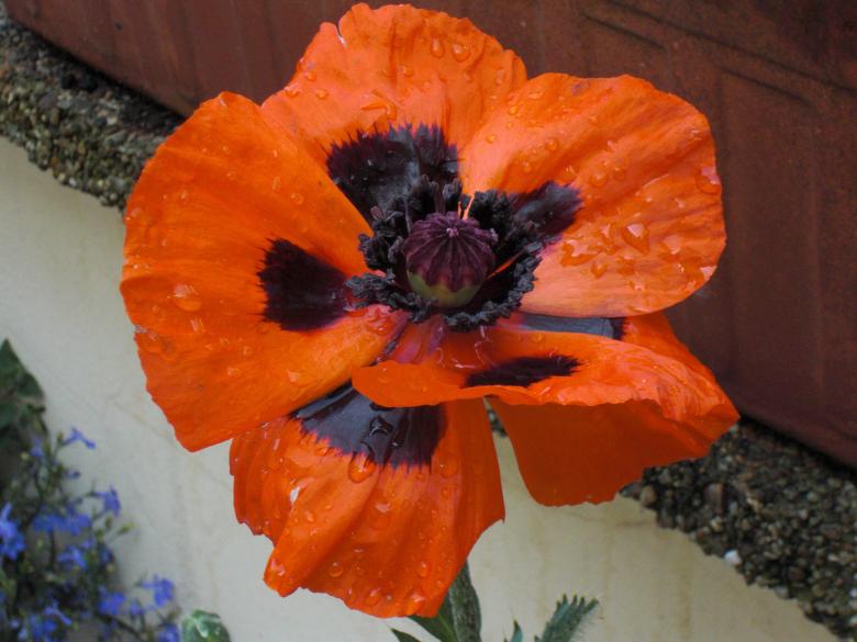 Free stock image of Orange Flower with Rain Drops created by Christian Cano
