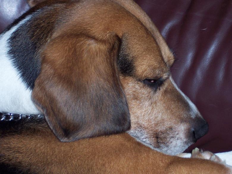 Free stock image of Cute sleeping Beagle created by Christian Cano