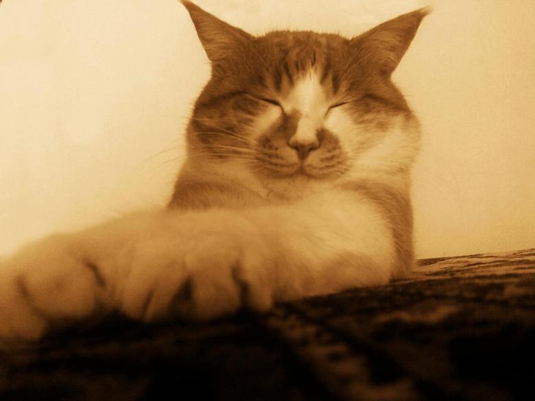 Free stock image of Sphynx created by K.M.