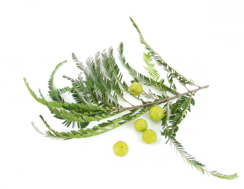 Free stock image of Gooseberry created by Sid Wood