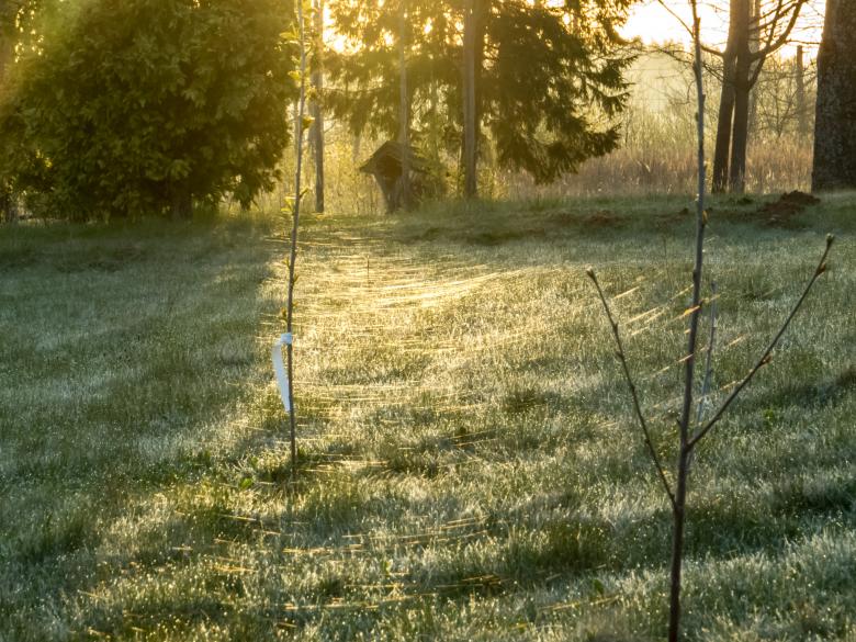 Free stock image of Spider webs on field created by Janis Urtans