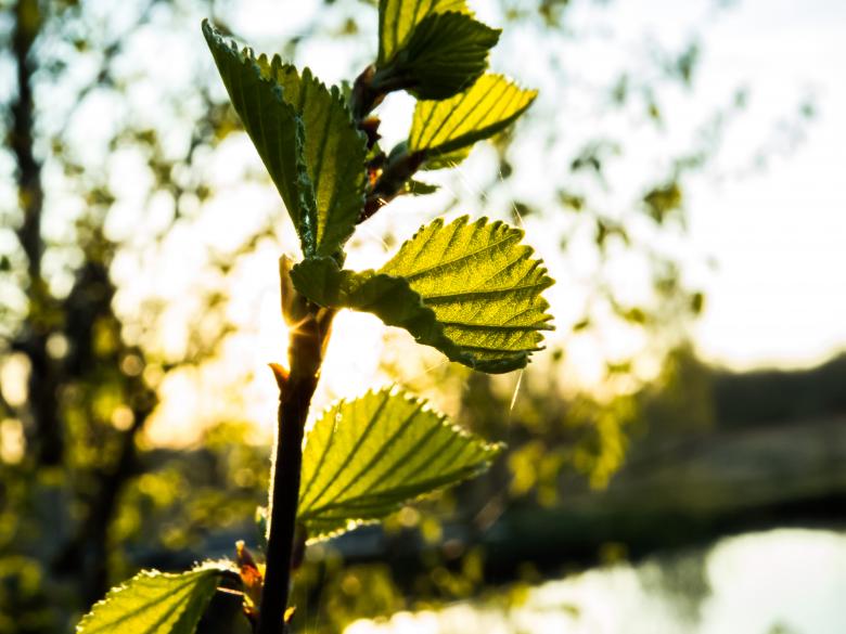 Free stock image of A small branch created by Janis Urtans