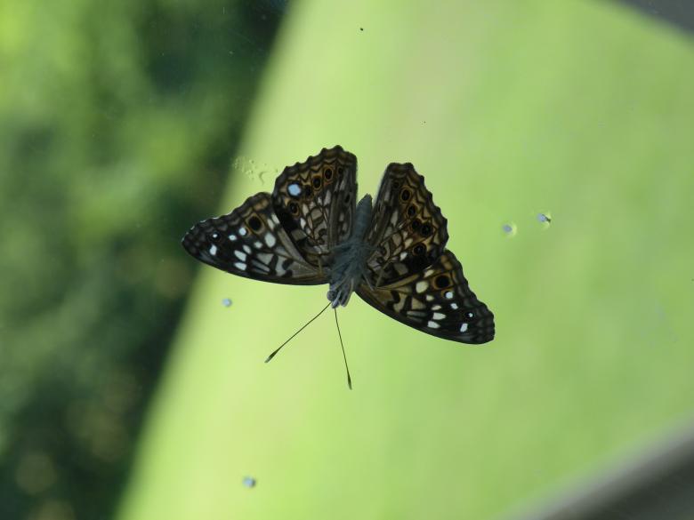 Free stock image of Butterfly on Window created by Katie Hildreth