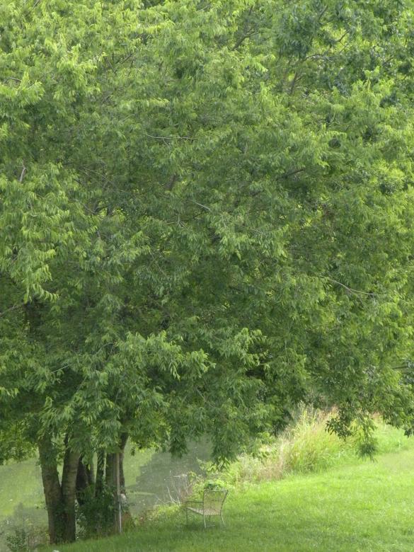 Free stock image of Seat Under Tree created by Katie Hildreth