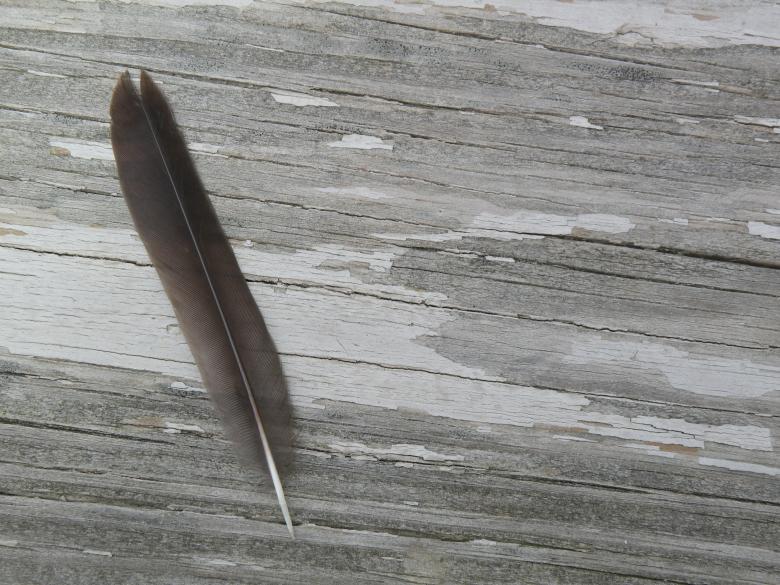 Free stock image of Feather and Wood created by Katie Hildreth