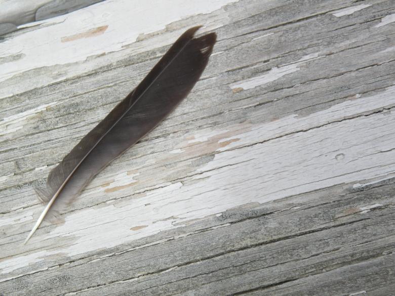 Free stock image of Feather and Wood created by Katie Hildreth