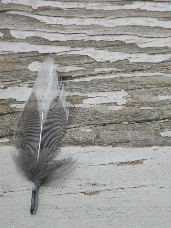 Free stock image of Lone Feather created by Katie Hildreth