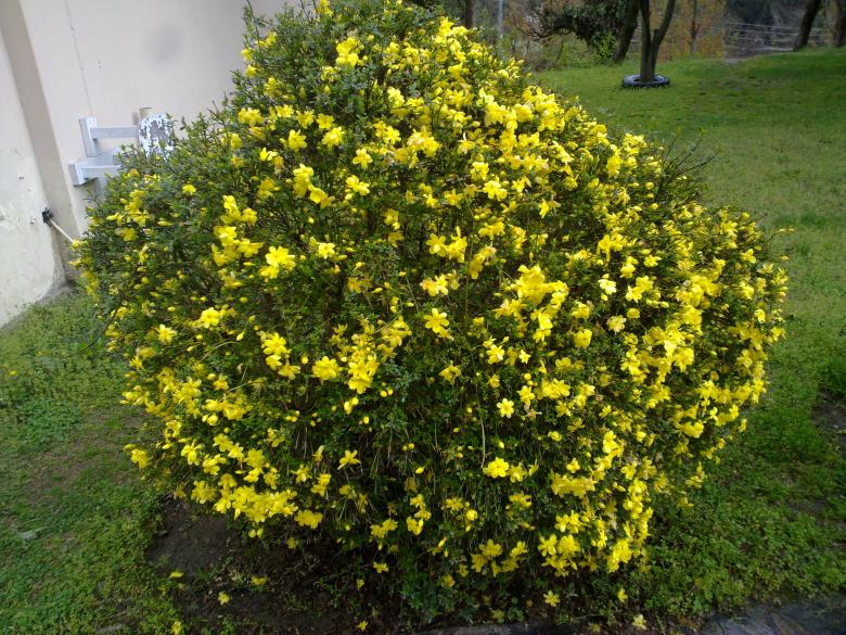 Free stock image of Yellow Bush created by Ahsan Ali