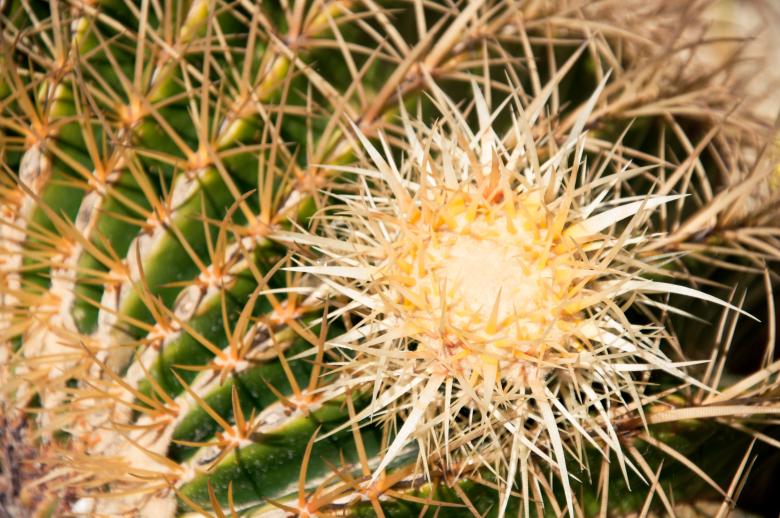 Free stock image of Close up of globe shaped cactus created by Luka