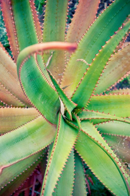 Free stock image of Agave cactus leaves created by Luka