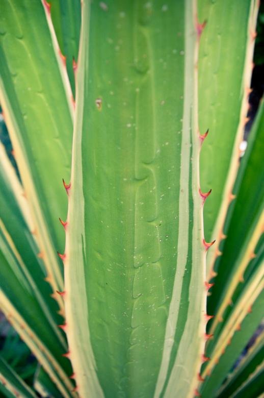 Free stock image of Green agave leaves cactus plant created by Luka