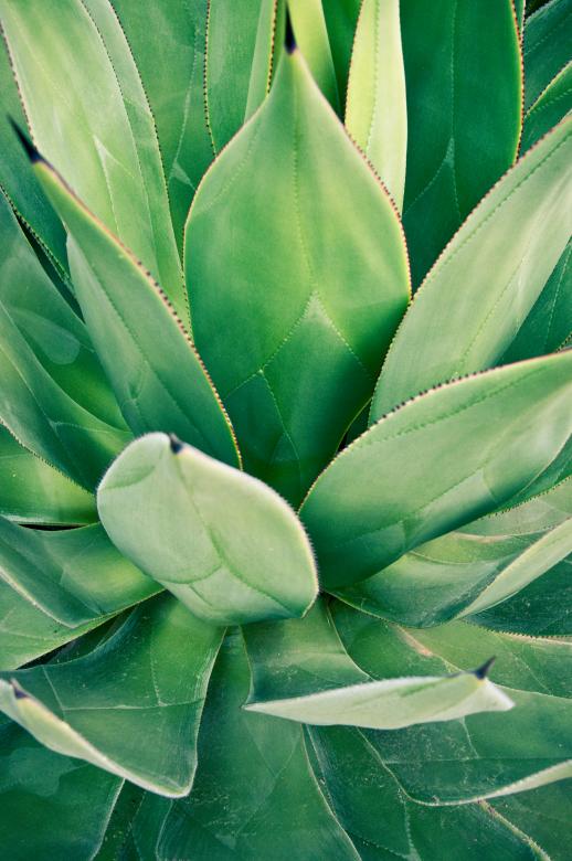 Free stock image of Sharp pointed agave plant leaves created by Luka