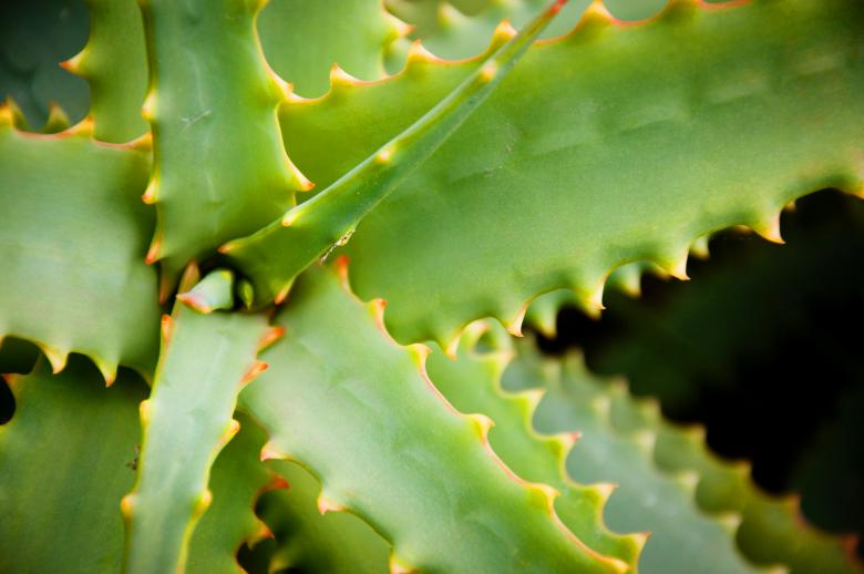 Free stock image of Agave cactus leaves plant created by Luka
