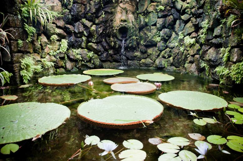 Free stock image of Waterlily pond created by Luka