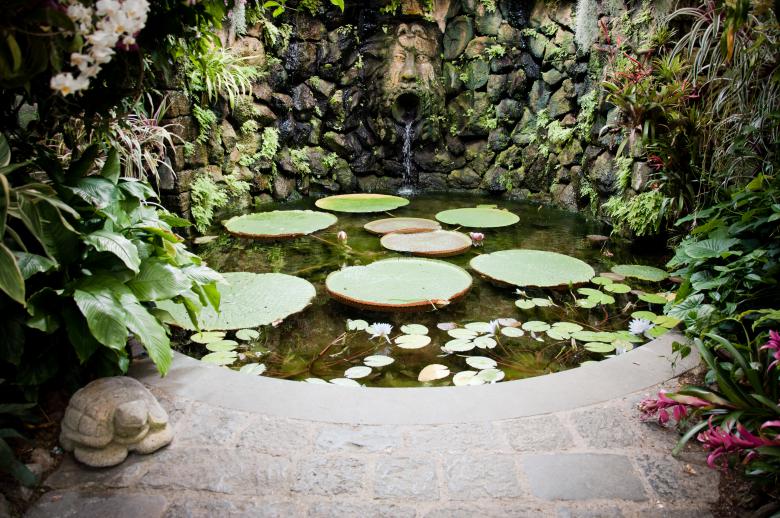 Free stock image of Pond with waterlillies created by Luka