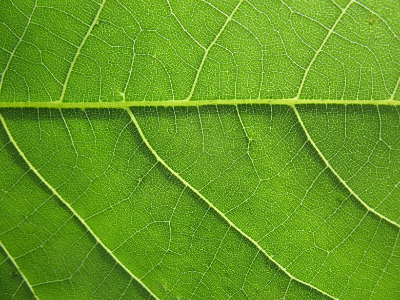 Free stock image of Green Leaf Texture created by Free Texture Friday