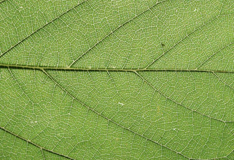 Free stock image of Green Leaf Texture created by Free Texture Friday