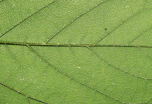 Free Stock Photo of Green Leaf Texture