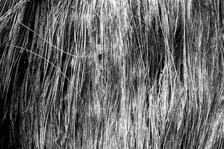 Free stock image of Fallen Straws Texture created by Free Texture Friday