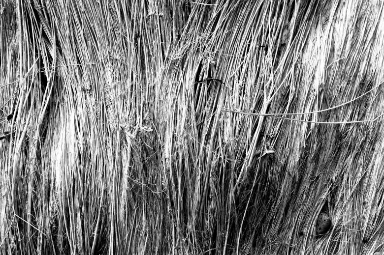 Free stock image of Fallen Straws Texture created by Free Texture Friday