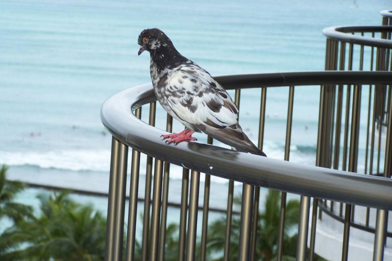 Free stock image of Bird on a rail created by delicopsch56