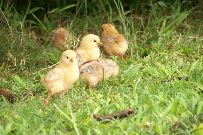 Free stock image of Chicks created by delicopsch56