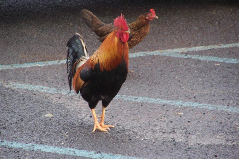 Free stock image of Wild Hawaiian Chickens created by delicopsch56