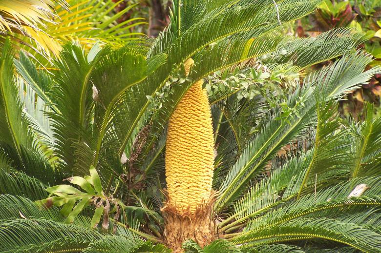 Free stock image of Palm Bush created by delicopsch56